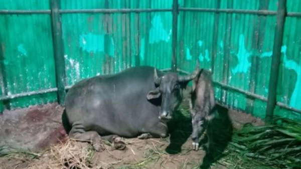 वाइल्डलाइफ इंस्टीट्यूट ऑफ इंडिया ने किया विरोध 