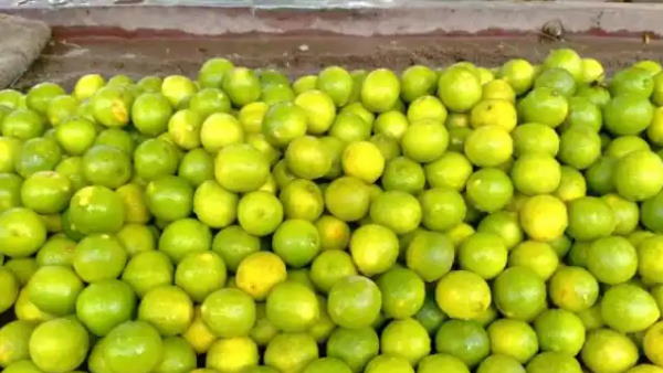 दाम बढ़ने से इन किसानों की हो गई है बल्ले-बल्ले दाम बढ़ने से इन किसानों की हो गई है बल्ले-बल्ले