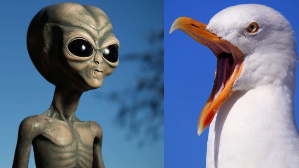  ये चिड़िया करती है एलियंस की मदद