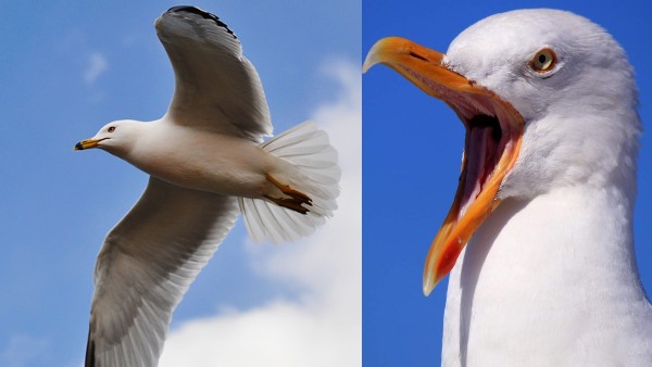 जानकारी चुराकर एलियंस तक पहुंचाते हैं