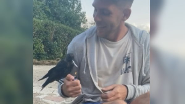 अधिक सिगरेट पीने से कौए का हुआ ये हाल