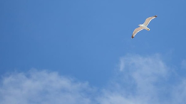  चिड़िया में लगे हैं डिवाइस