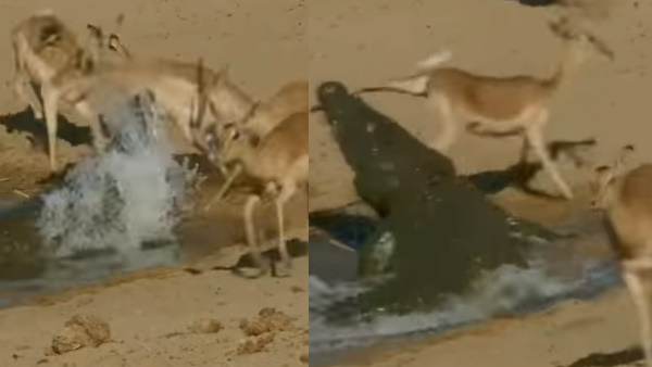 पानी पी रहे हिरण पर मगरमच्छ ने किया हमला 