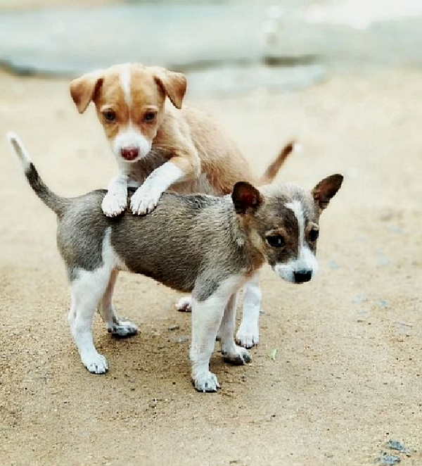 Blood bank for animals