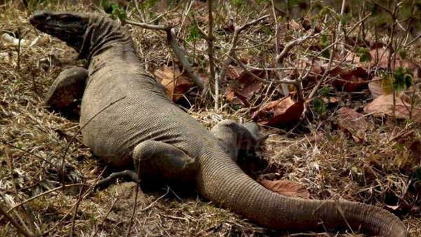 पर्यटक के रूप में ली एंट्री, थे शिकारी पर्यटक के रूप में ली एंट्री, थे शिकारी