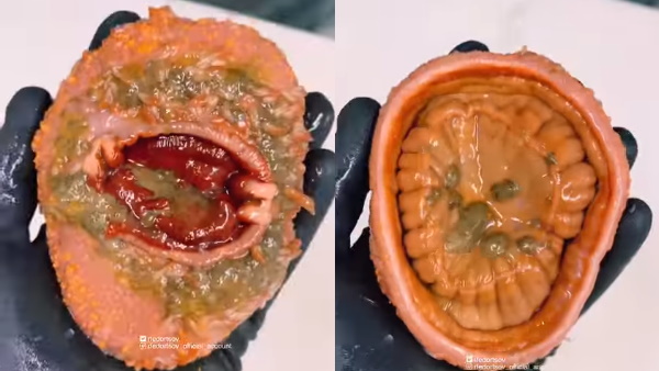 फेडोरत्‍सव हाल में कई अनूठे दिखने वाले अद्भुत समुद्री जीव खोज चुके हैं