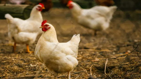 एवियन इन्फ्लूएंजा (H5N1) का प्रकोप