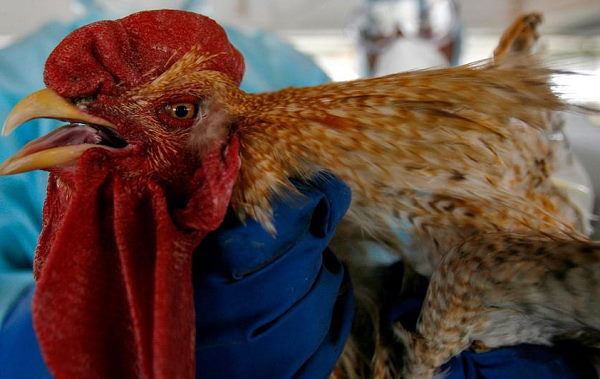 मृत पक्षियों को ऐसी जगह दफनाएंगे