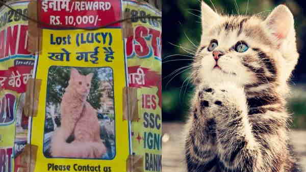 Lucy cat lost in Prayagraj, family put up posts around civil line to find Lucy cat lost in Prayagraj, family put up posts around civil line to find