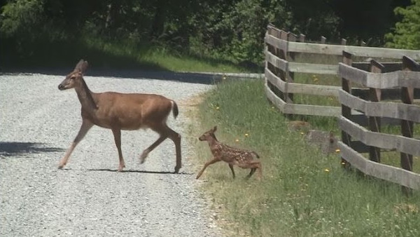 वीडियो देख लोग हो रहे हैं भावुक