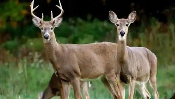 पहले भी ये बीमारी फैल चुकी है पहले भी ये बीमारी फैल चुकी है