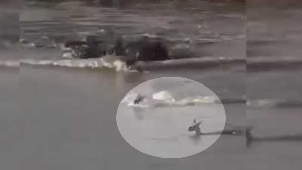  मगरमच्छ उसके बच्चे को छोड़कर हिरण को दबोच लेता है