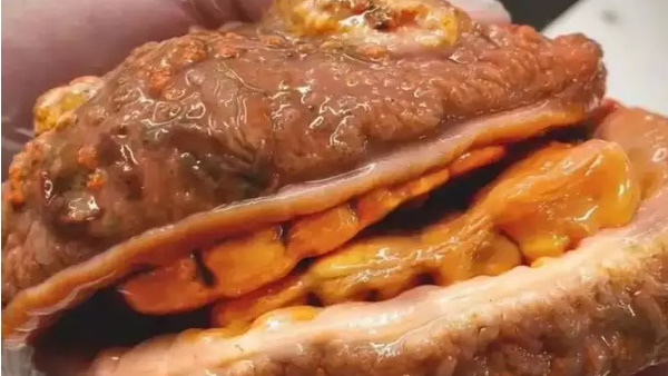 रोमन ने खोजे हैं कई नई जीव