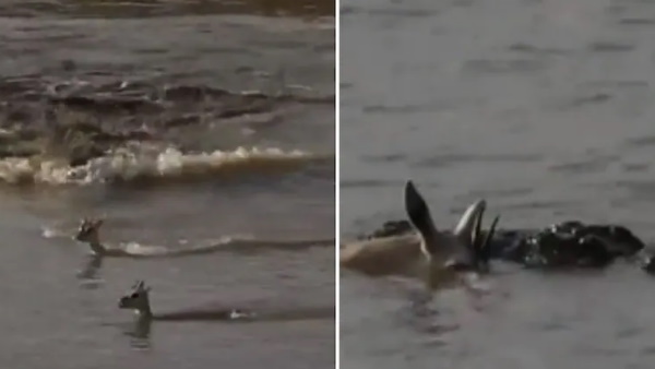 हिरण अपने बच्चे को बचाने के लिए खुद के जीवन का बलिदान दिया