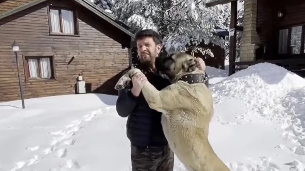 कुत्ते के आगे हिम्मत हारा भालू