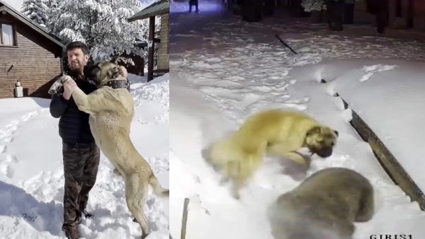 भालू ने मालिक पर किया हमला