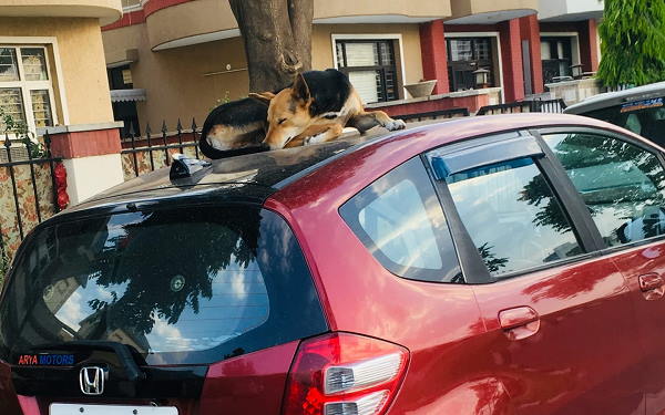 Dogs couldnt sit On the Car, because Owner put iron thorns on bonnet, worried animal lovers said- thats wrong Dogs couldnt sit On the Car, because Owner put iron thorns on bonnet, worried animal lovers said- thats wrong