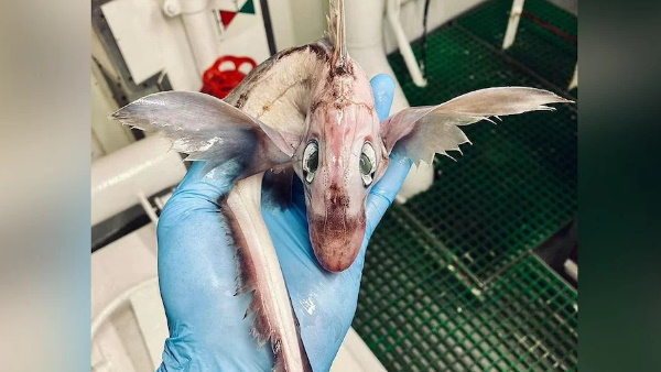 समुद्र में मिला रहस्यमयी जीव