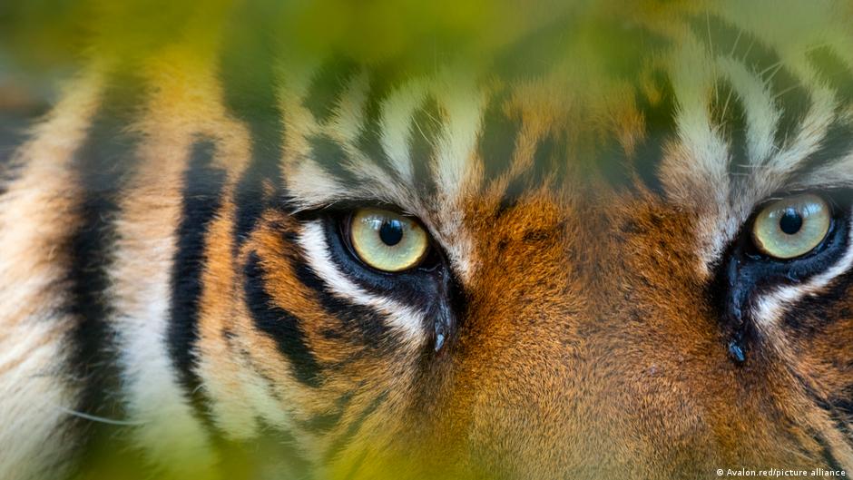 जंगलों में अब 400 से कभी सुमात्रन टाइगर बचे हैं