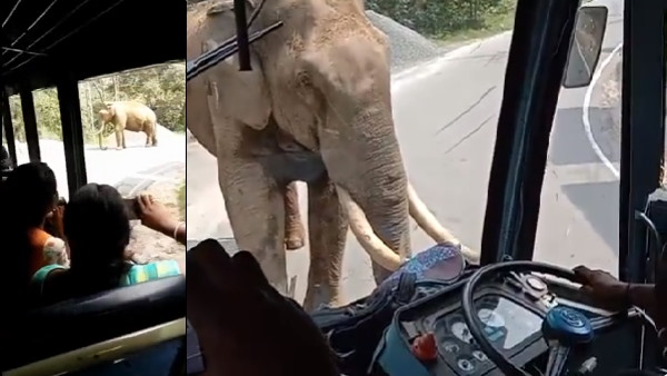 सड़क पर बस का हुआ हाथी से सामना सड़क पर बस का हुआ हाथी से सामना