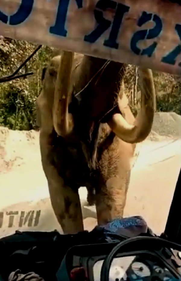 ऐसे हुआ बस से हाथी का सामना ऐसे हुआ बस से हाथी का सामना