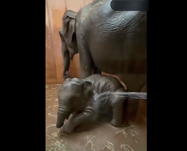 गर्मियों में हाथी को बहुत सुहाता है पानी