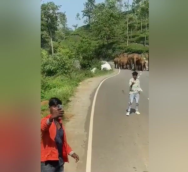 हाथियों को लगा- डराया जा रहा है