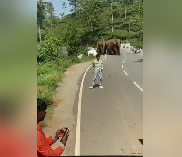 हाथियों का झुंड पर्यटकों की ओर दौड़ा