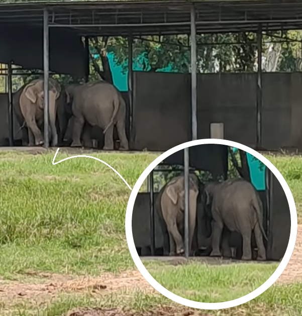 Summer temperature high As 43°C Chandigarh , See how wilflife survive in Chhatbir Zoo