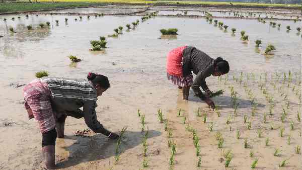भारत और बाकी देशों में यूरिया का भाव