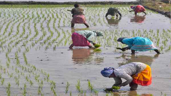 भारत से दूसरे देशों में डीएपी की कीमत की तुलना