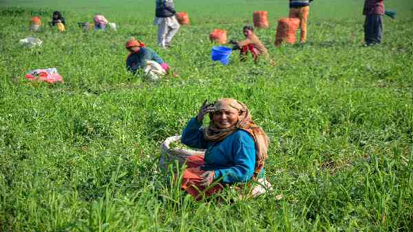 फिलहाल सरकार उठा रही है ऊंची कीमतों का भार 