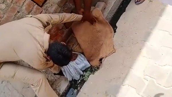 गर्भ में फंसे मृत बच्चे का निकालकर बचाई बंदरिया की जान