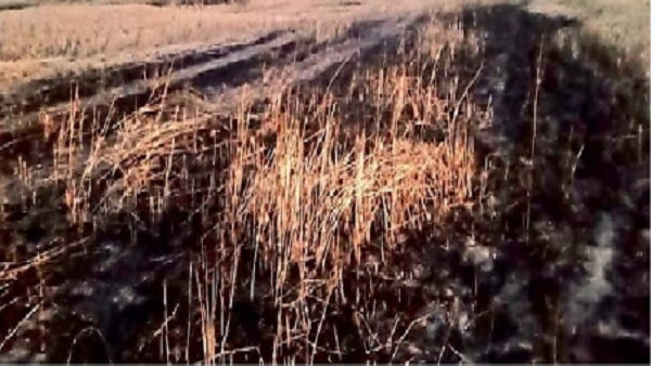 fire in wheat crop haryana, 20 tractor try to control fire, but many acres burnt