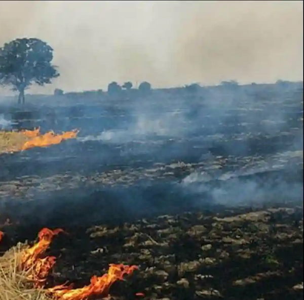 fire in wheat crop haryana, 20 tractor try to control fire, but many acres burnt