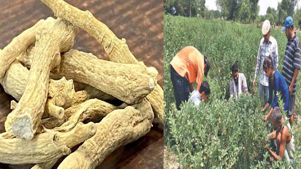 अश्वगंधा और सतावर की बढ़ी डिमांड