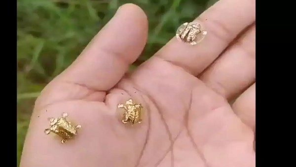 उड़ने पर पता चली सच्चाई