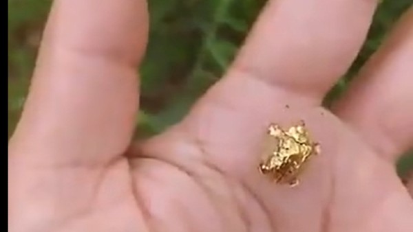 असली कछुए से क्या संबंध?