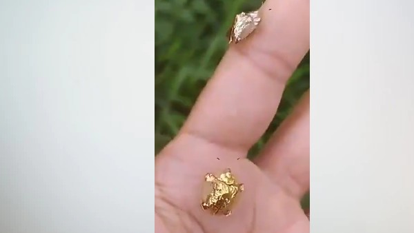 उत्तरी अमेरिका है घर