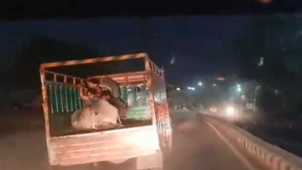 गौ तस्कर दिल्ली बॉर्डर से गुरुग्राम में हुए दाखिल