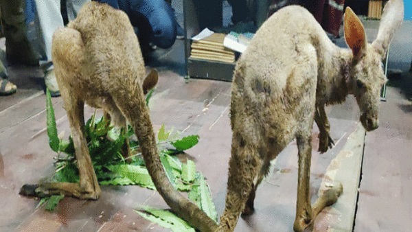 नेपाली बस्ती में पाया गया था मृत कंगारू