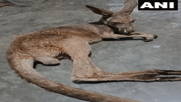 कंगारुओं के शरीर पर थे चोट के निशान