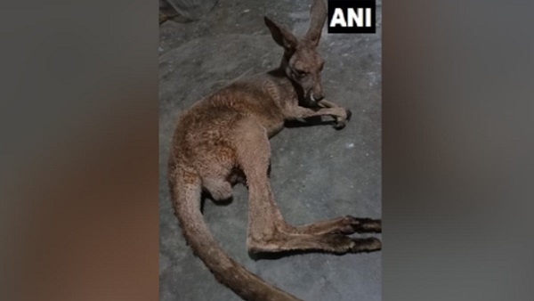 अधिकारी हैरान हैं इन कंगारुओं को यहां कौन और कैसे लाया