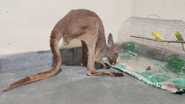 थाईलैंड से तस्करी का है शक