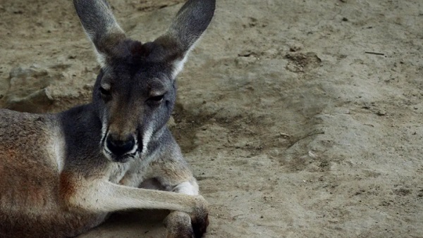 पश्चिम बंगाल में मार्च में भी मिले थे कंगारू