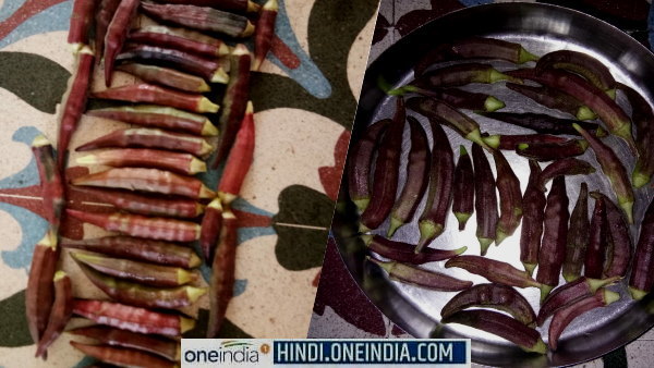 लाल भिंडी की खेती के बारे में अनुभव शेयर किए