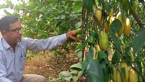 जानें कौन हैं लेमन मैन जानें कौन हैं लेमन मैन