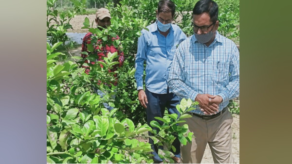 अचानक क्यों बढ़ा नींबू का दाम अचानक क्यों बढ़ा नींबू का दाम