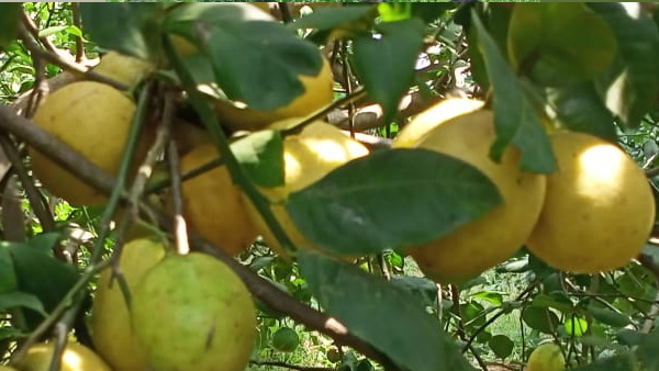 इस कारण मंडियों में कम सप्लाई हो पा रही इस कारण मंडियों में कम सप्लाई हो पा रही