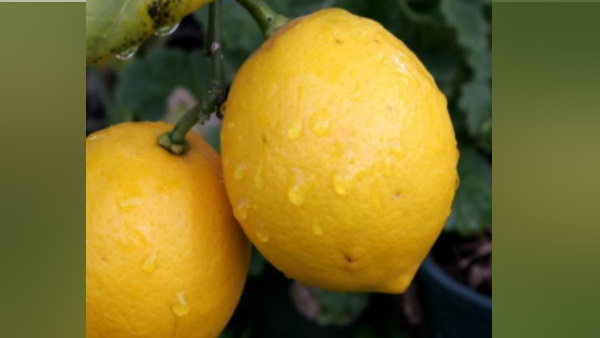 कब कम होंगे नींबू के दाम ? कब कम होंगे नींबू के दाम ?